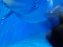 -多彩贵州城极地海洋世界