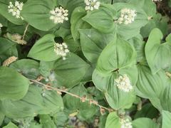 -黑龙江省森林植物园