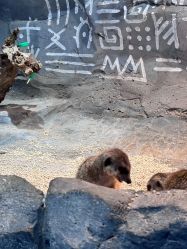 -Zoolung Zoolung动物主题公园(海信广场店)