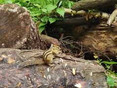 -五营红松林海景区