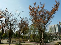 -南翔镇银翔湖公园