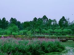 -天府芙蓉园