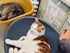 -平行世界·猫咖(首经贸店)