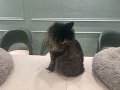 -安格丽娜·狗咖·猫咖羊驼咖(春熙路百盛商场店)