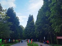 -武陵山森林公园