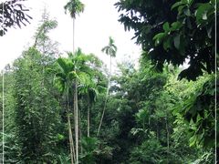 -武吉知马自然保护区