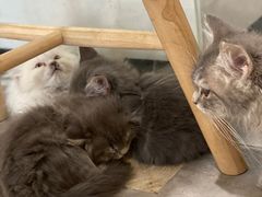 -楼上猫咖(罗湖店)