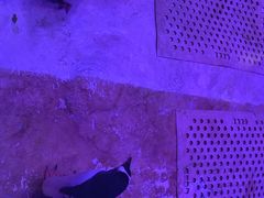 -暹罗海洋世界