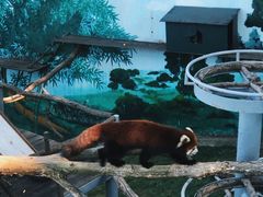 -西霞口神雕山野生动物世界