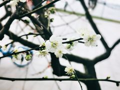 -东湖磨山景区