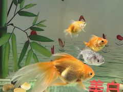 -秦皇岛新澳海底世界