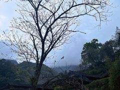 -林坑古村落