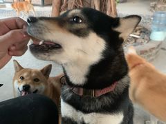 -柴犬高等学院·狗咖·柴犬售卖·宠物训练