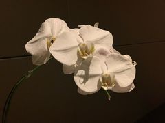 -厦门威斯汀酒店