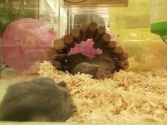 -龙猫仔乐园(惠福东路店)