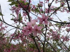 -田野绿世界
