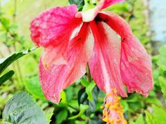 -海南热带雨林国家公园吊罗山景区