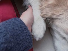 -瑞派福兴宠物医院犬猫全科·骨科·中西医结合(河东店)