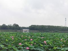 -大兴滨河森林公园