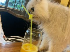 -more than meow吴止猫主题餐厅(承德 中船汇店)