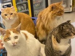 -平行世界·猫咖(首经贸店)