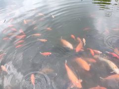 -西湖外事游船(花港观鱼码头)