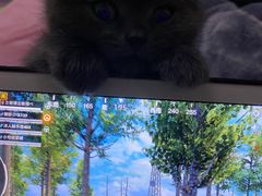-喵百万·布偶·蓝金金渐层英短·猫舍(百子湾店)