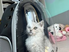 -萌兽医馆·宠物医院·猫骨科(创景店)