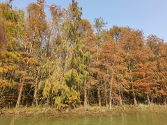 -上海海湾国家森林公园