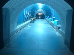 -海棠湾洲际-涛·海底餐厅·美人鱼·自助餐·海底隧道
