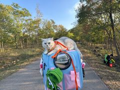 -欣宠猫屋·矮脚拿破仑·蓝金金渐层