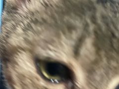 -楼上猫咖(罗湖店)
