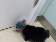 -宠福鑫康馨动物医院·骨科·眼科