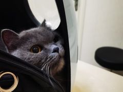 -瑞派康怡24h宠物医院·犬猫医疗中心·微创绝育(瑞景分院)