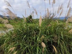 -黟县屏山村