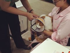 -暖阳宠物医院·犬猫康复中心·骨科