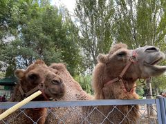 -长白岛森林公园