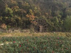 -千年银杏谷文化旅游区