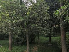 -唐城墙遗址公园