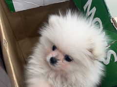 -瑞鹏宠物医院·超声·骨科·奇麟分院(蜀都万达店)