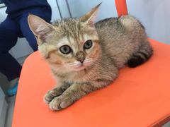 -佳雯宠物医院(金华南路分院)