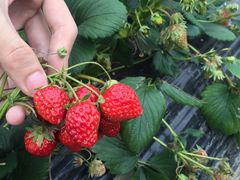 -上海多利农业发展有限公司