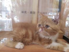 -袖虎·猫馆(体育西路店)