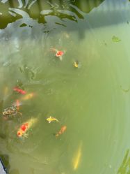 -安琪朵朵独栋花园月子中心