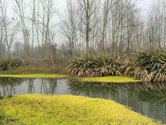 -桤木河湿地公园