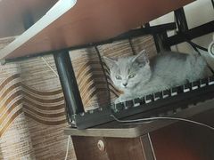 -宠颐生汉谟拉比宠物医院