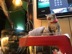 -猫色咖啡·猫咖