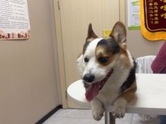 -瑞鹏宠物医院·超声·骨科·奇麟分院(蜀都万达店)