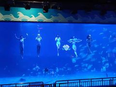 -烟台海昌鲸鲨海洋公园