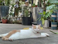 -NLFS1983咖啡花园餐厅(锦桂店)